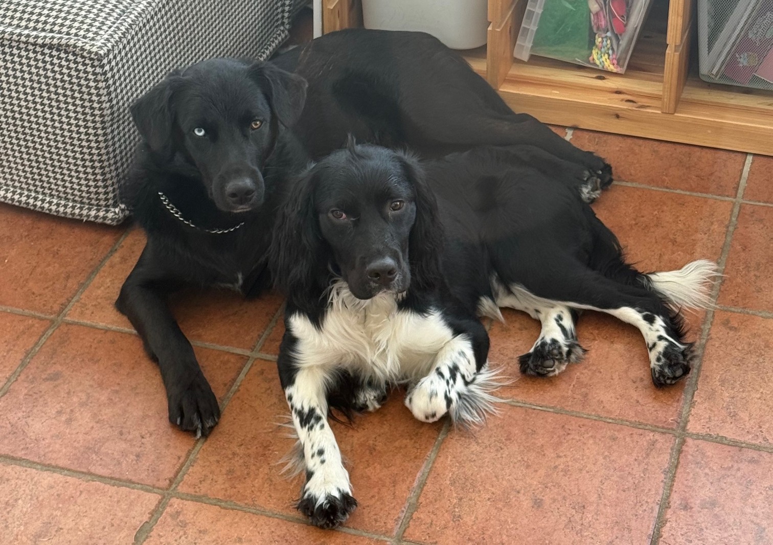 Chiens à La Maison Éducanin