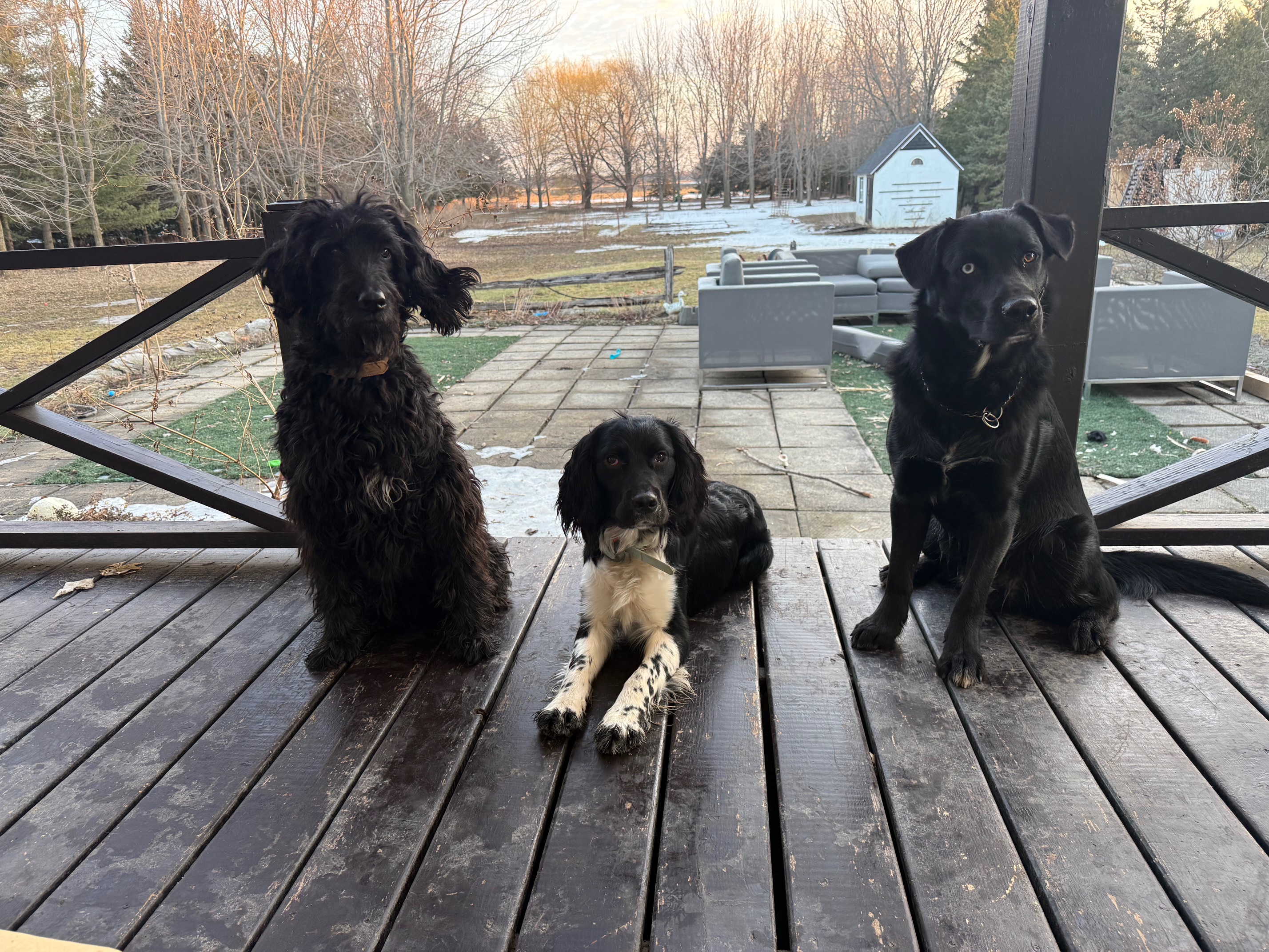 Chiens sur la terrasse