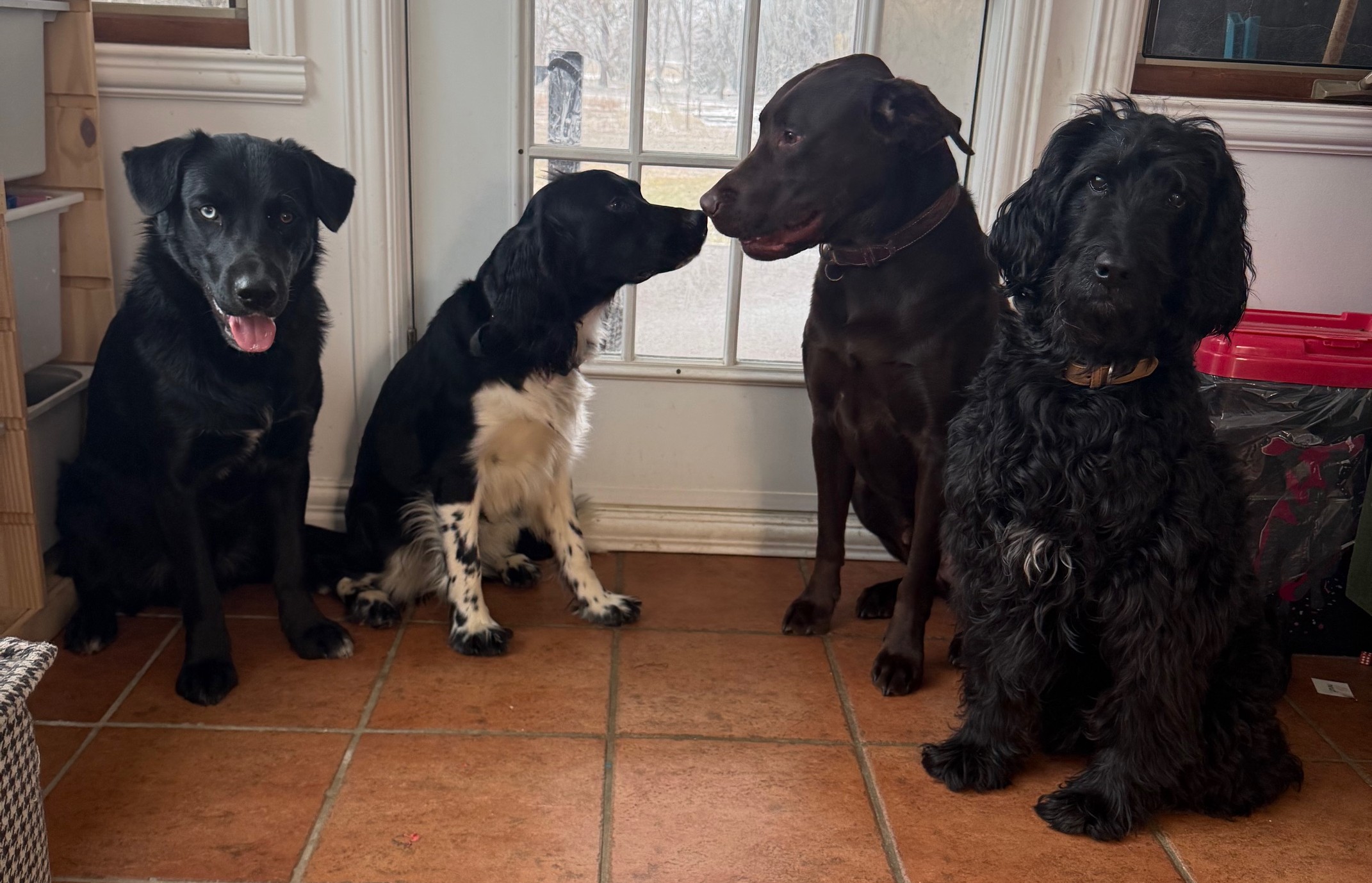 Chiens à La Maison Éducanin