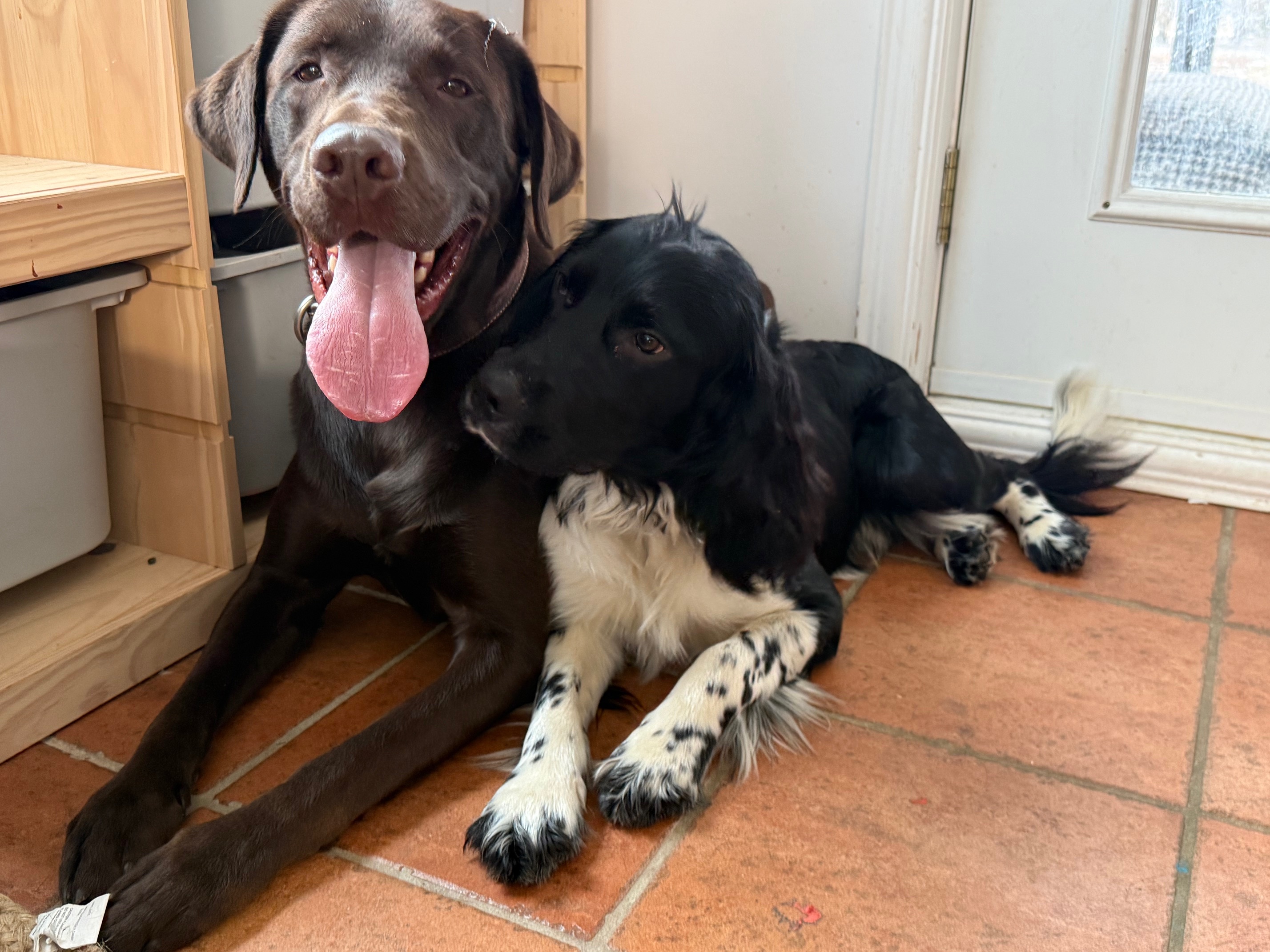 Chiens à La Maison Éducanin