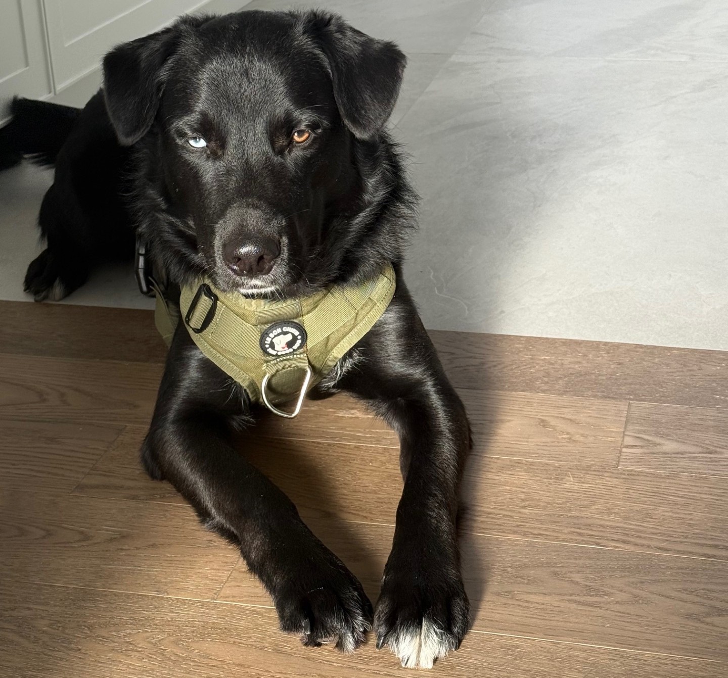 Chiens à La Maison Éducanin