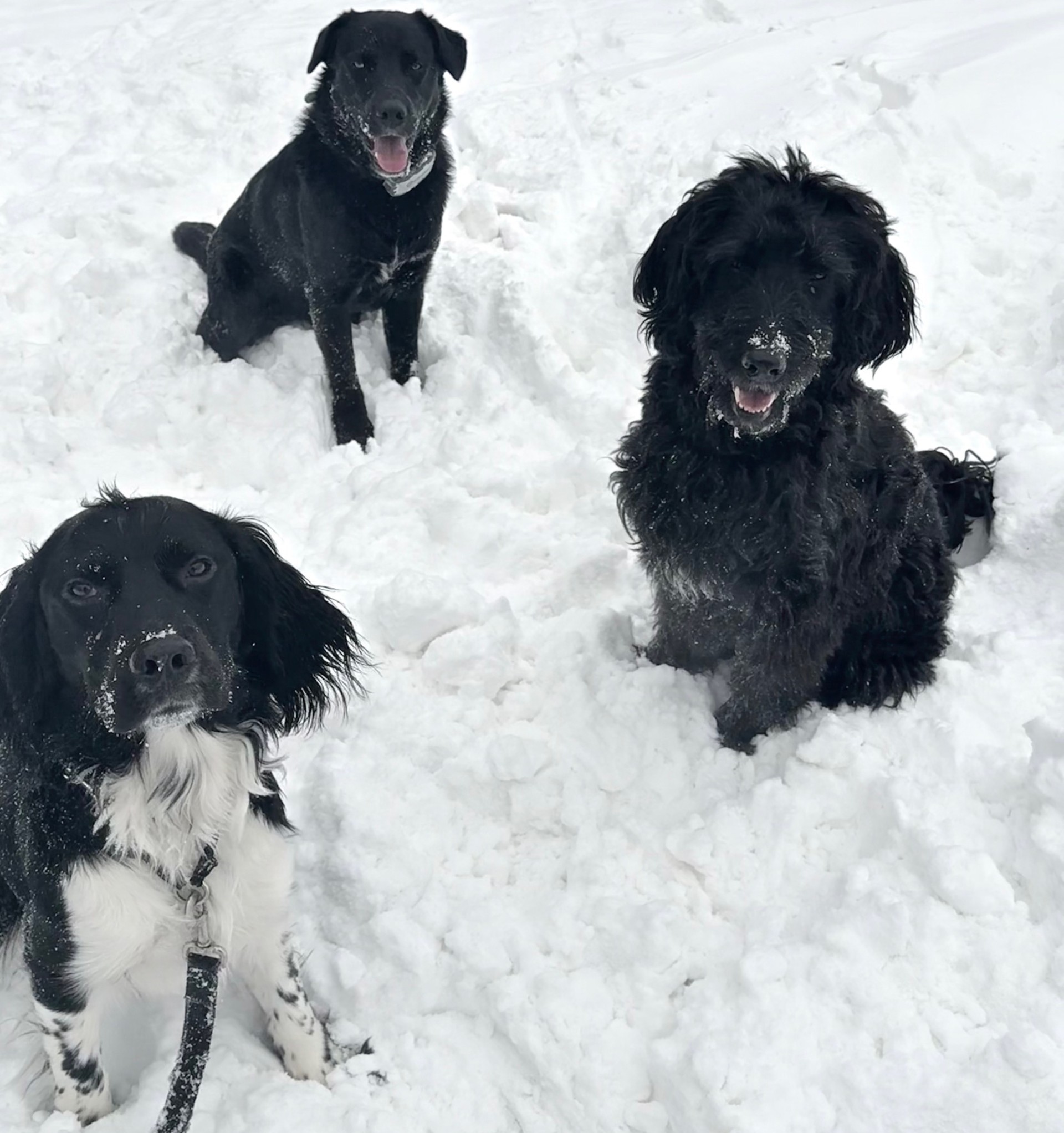 Chiens dans la neige